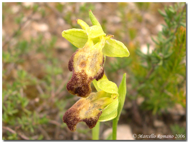 Ophrys lojaconoi ?